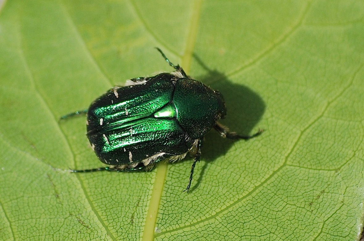 Aurata pisana o carthami ?